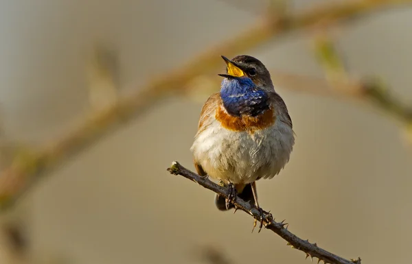 Спів Bluethroat на гілці — стокове фото