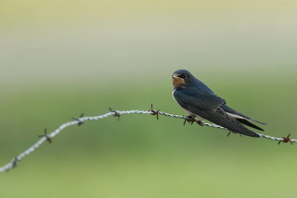 Barn Swallow on nature — Stock fotografie