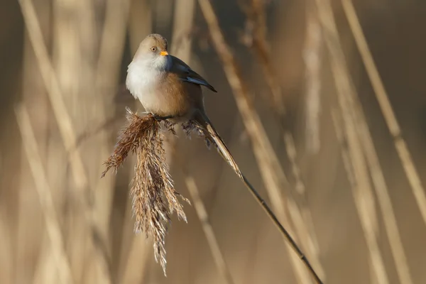 Bearded reedling bird — Stockfoto