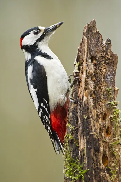 Gran pájaro carpintero manchado —  Fotos de Stock