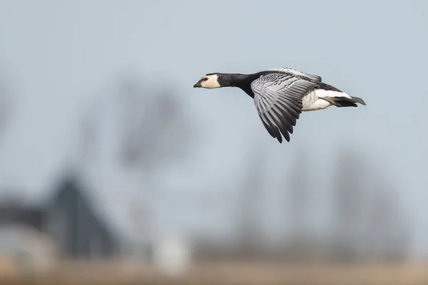 Γρίπη του στρειδιού (Branta leucopsis) — Φωτογραφία Αρχείου