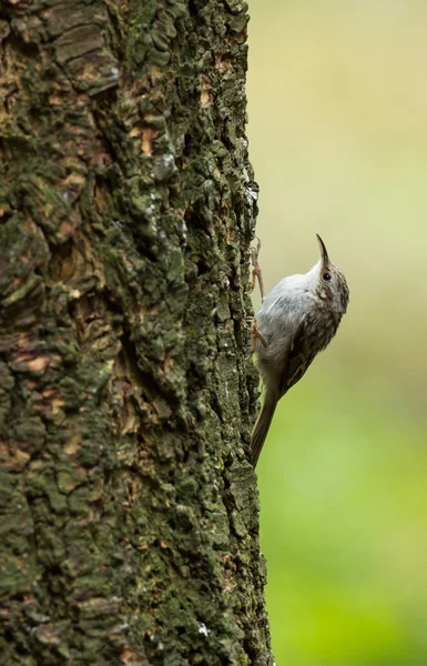 Pássaro-pardal, Passeridae . — Fotografia de Stock