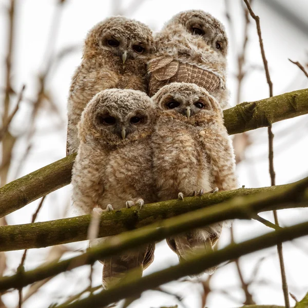 Tawny owl youngsters — Stockfoto