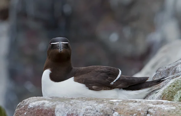 Бритви-Білл razorbill (Alca torda) — стокове фото