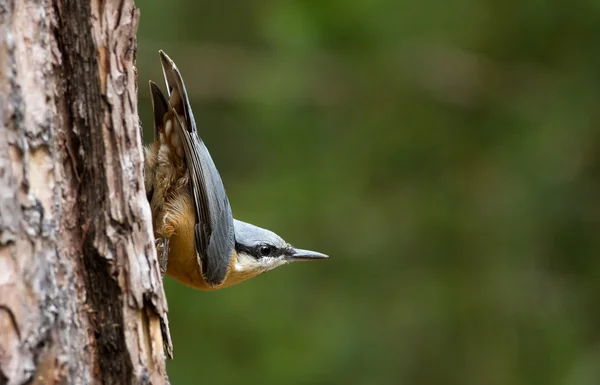 Rödbröstad nötväcka fågel — Stockfoto