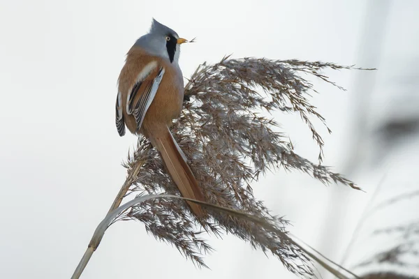 Bärtiger Riedvogel — Stockfoto