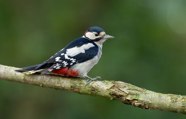 Grande picchio maculato — Foto Stock