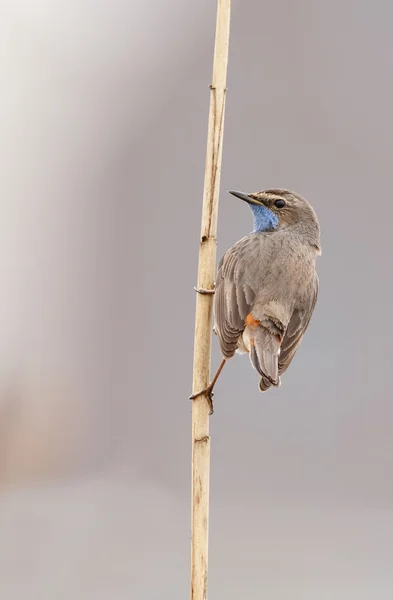 Pisco (Luscinia svecica) — Fotografia de Stock