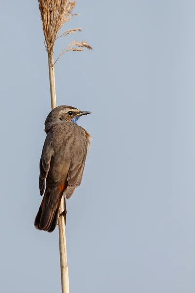 Pisco (Luscinia svecica) — Fotografia de Stock