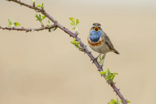 Garganta azul (Luscinia svecica ) — Foto de Stock