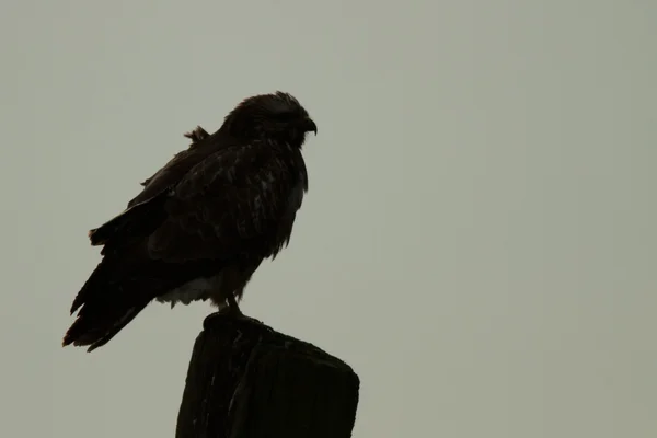 Poiana uccello sulla natura — Foto Stock