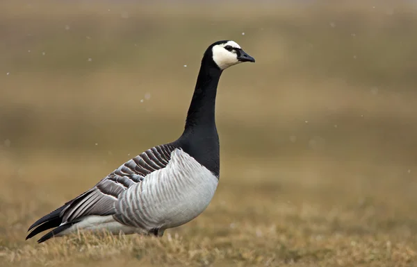 따개 비 거 위 (Branta leucopsis) — 스톡 사진