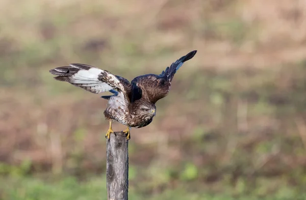 Uccello poiana europeo — Foto Stock