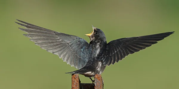 Fienile Deglutire sulla natura — Foto Stock