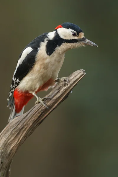 Grande picchio maculato — Foto Stock