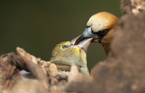 Hawfinch  feeding his young — Stock Photo, Image