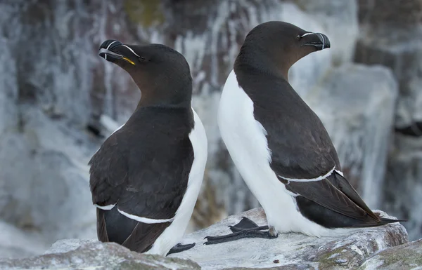 Razorbill обіймаються на скелях. — стокове фото