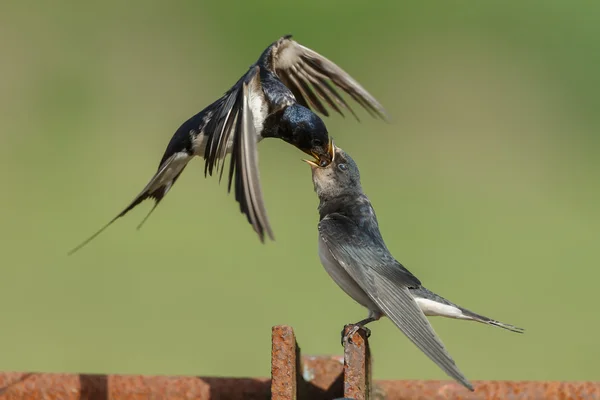 Boerenzwaluw feeds jonge slikken — Stockfoto