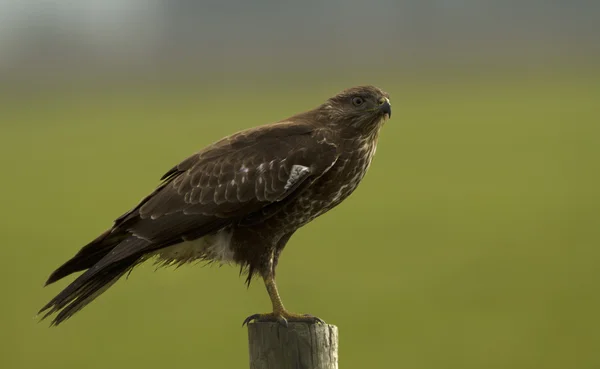 Avrupa şahini (buteo buteo ) — Stok fotoğraf