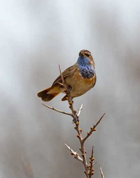 Bluethroat pássaro na natureza — Fotografia de Stock