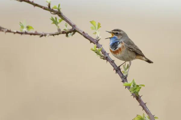 Blauwborst (Luscinia svecica) — Stockfoto