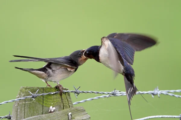 Barn Swallow feeds juvenile swallow — Φωτογραφία Αρχείου