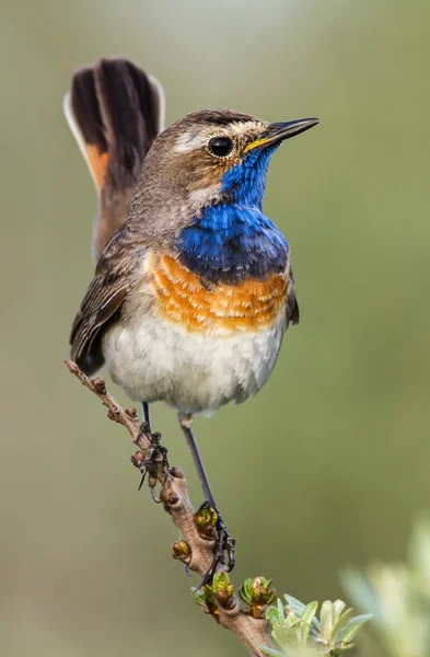 Pájaro de garganta azul en una rama — Foto de Stock