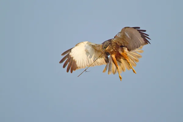 Marsh Harrier en vuelo — Foto de Stock