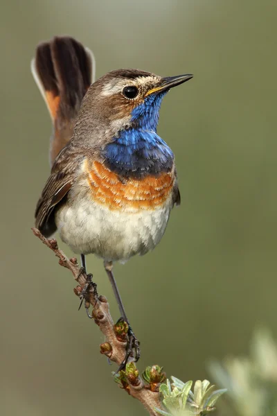 Pájaro de garganta azul en una rama — Foto de Stock
