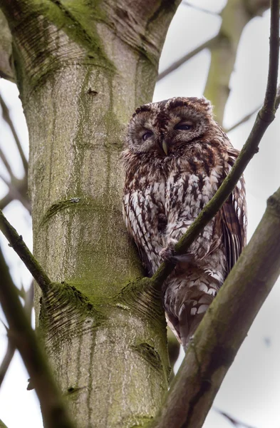 Tawny owl perched on a twig — Stockfoto