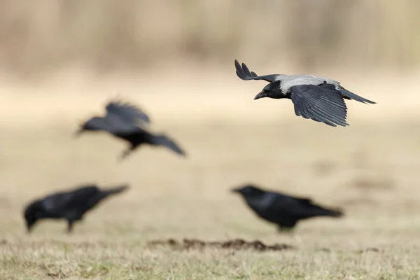 Hooded crows (Corvus cornix) — Stock Photo, Image