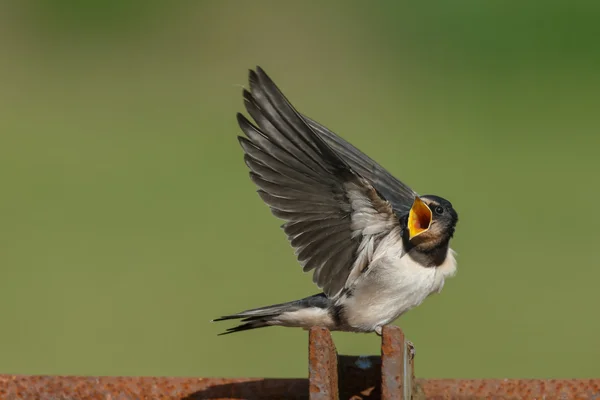 Fienile Deglutire sulla natura — Foto Stock