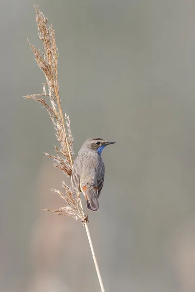 Bluethroat (Соловейко svecica ) — стокове фото