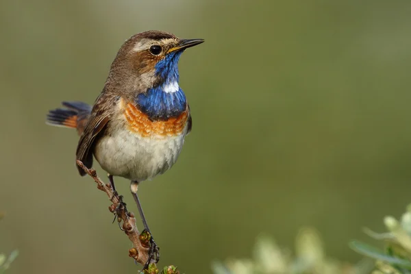 Pájaro de garganta azul en una rama —  Fotos de Stock
