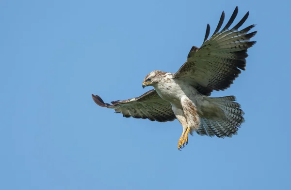 Δυτική marsh harrier αρσενικό — Φωτογραφία Αρχείου