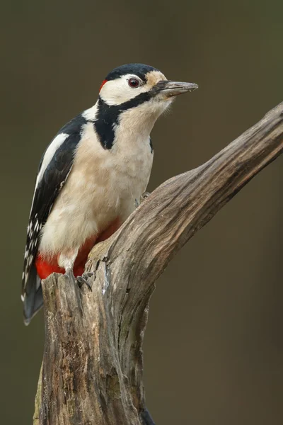 Grande picchio maculato — Foto Stock