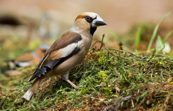 Pinzón halcón (coccothraustes coccothraustes ) — Foto de Stock