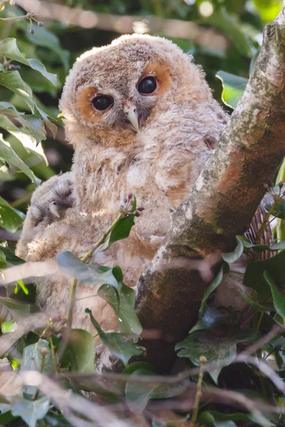 Tawny gufo giovani — Foto Stock