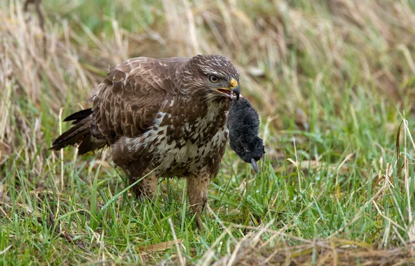 Buzzard has a caught mole — Stockfoto