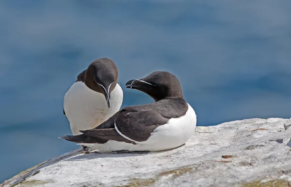 Razorbill sziklák hozzábújva. — Stock Fotó