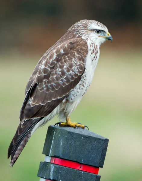 Marsh Harrier  bird — Stock Photo, Image