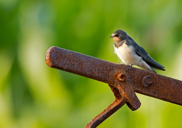 Fienile Deglutire sulla natura — Foto Stock