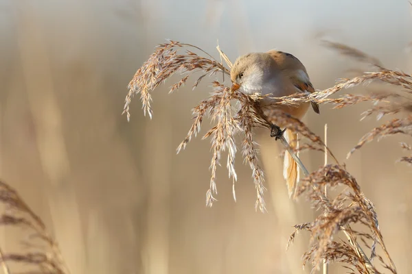 Pássaro reedling barbudo — Fotografia de Stock