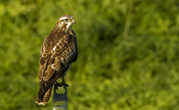 Buitre europeo (buteo buteo  ) — Foto de Stock