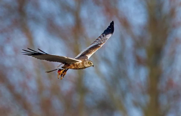 European Buzzard bird — Stock Photo, Image