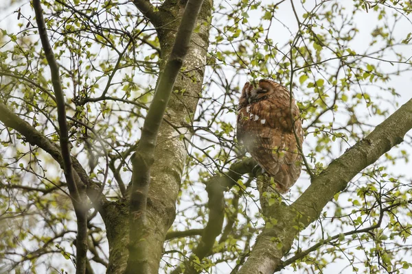 The tawny owl or brown owl — Stockfoto