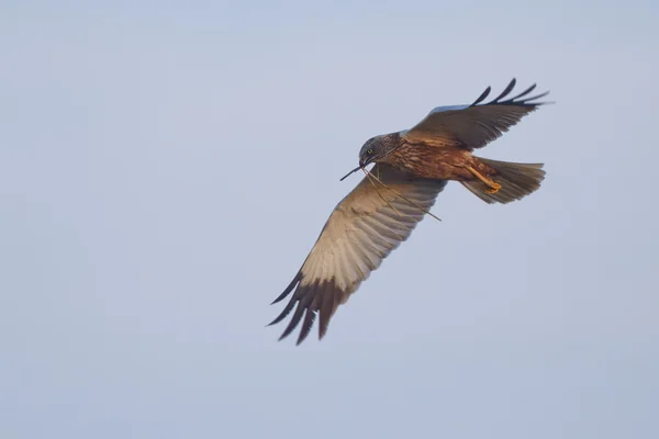 Marsh Harrier in volo — Foto Stock