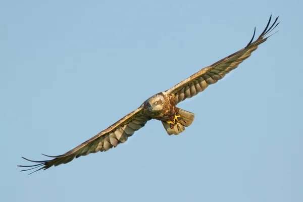 Marsh Harrier em voo — Fotografia de Stock