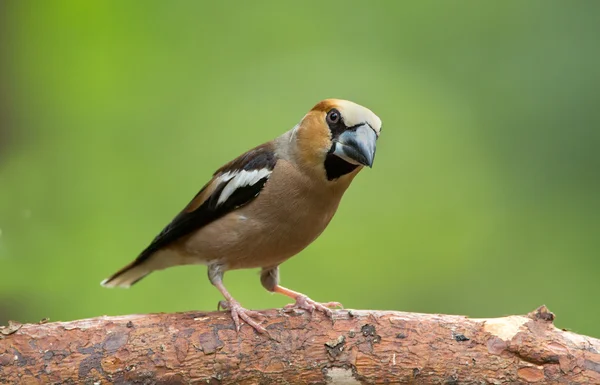 Dlask tlustozobý (Coccothraustes coccothraustes) — Stock fotografie