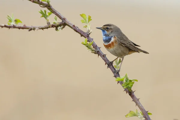 Garganta azul (Luscinia svecica ) — Foto de Stock